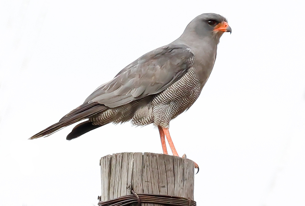 Dark Chanting Goshawk